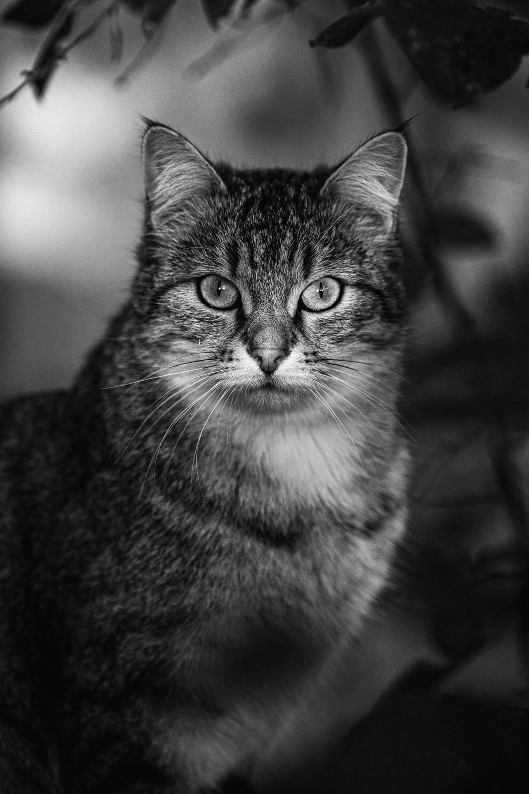 Photographe chat Annecy lumière intérieure regard