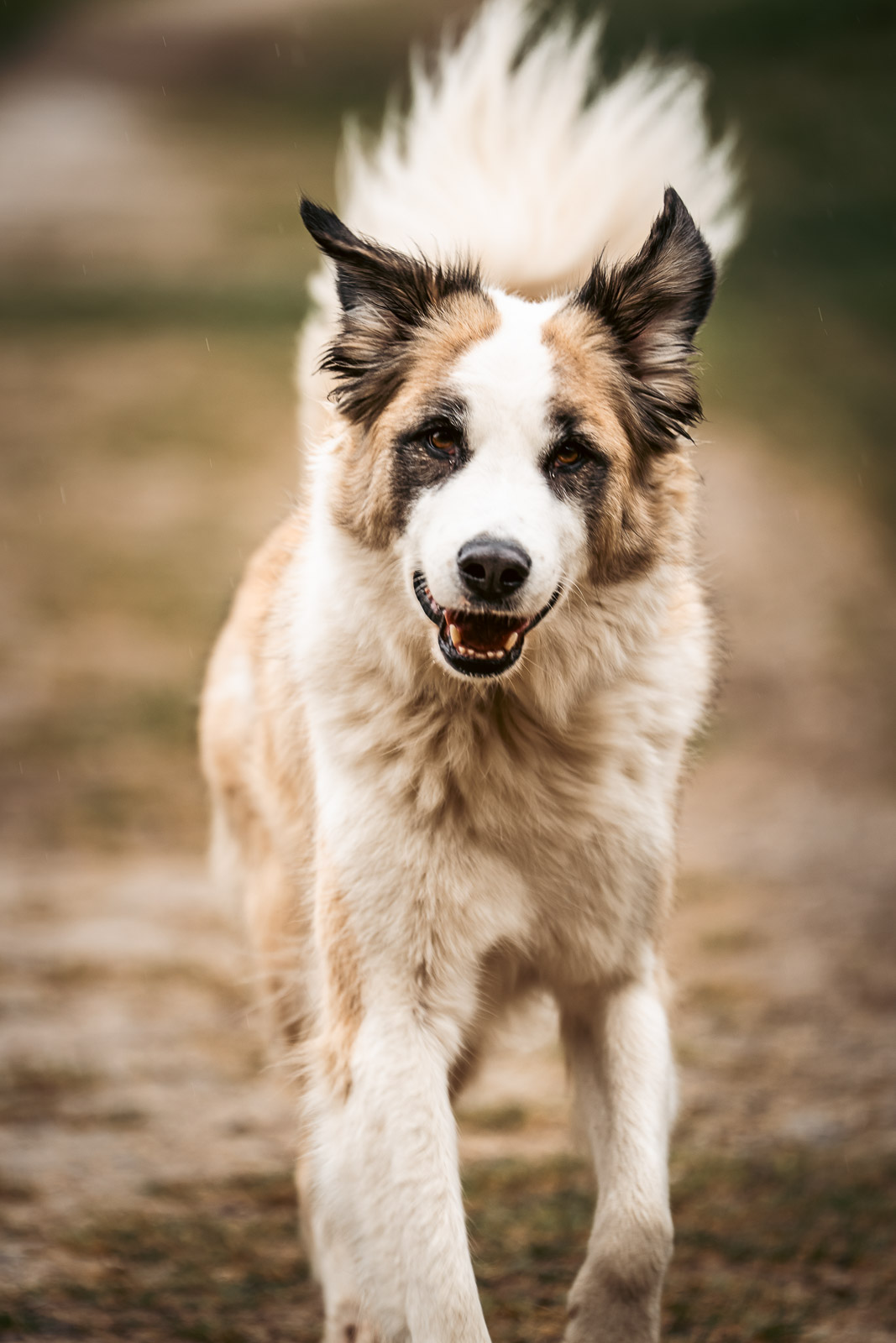 Photo chien Haute-Savoie mouvement énergie naturel